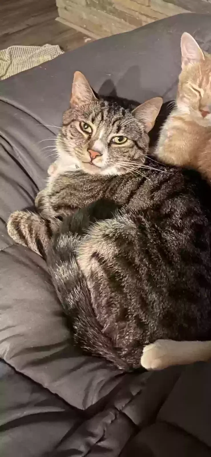 Lost cat in Knoxville, TN, 37920
