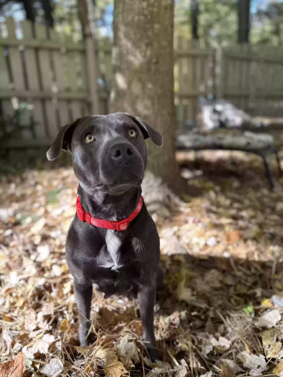 Lost dog in Durham, NC, 27712
