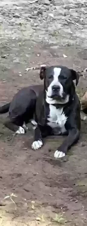 Lost dog in Dayton, TN, 37321