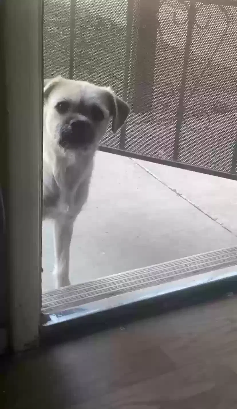 Lost dog in Las Vegas, NV, 89102