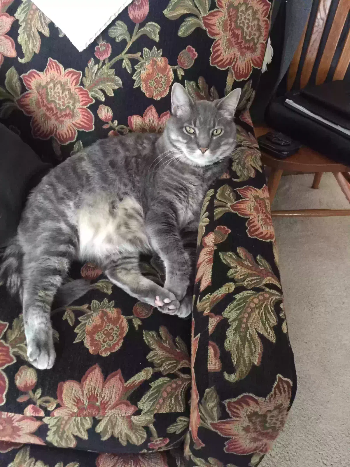 Lost cat in Sioux Falls, SD, 57103