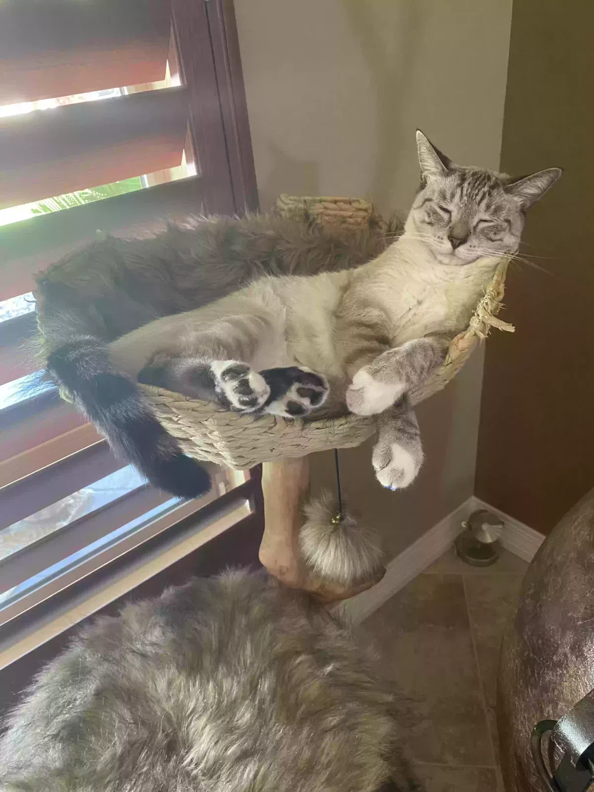 Lost cat in Mesa, AZ, 85207