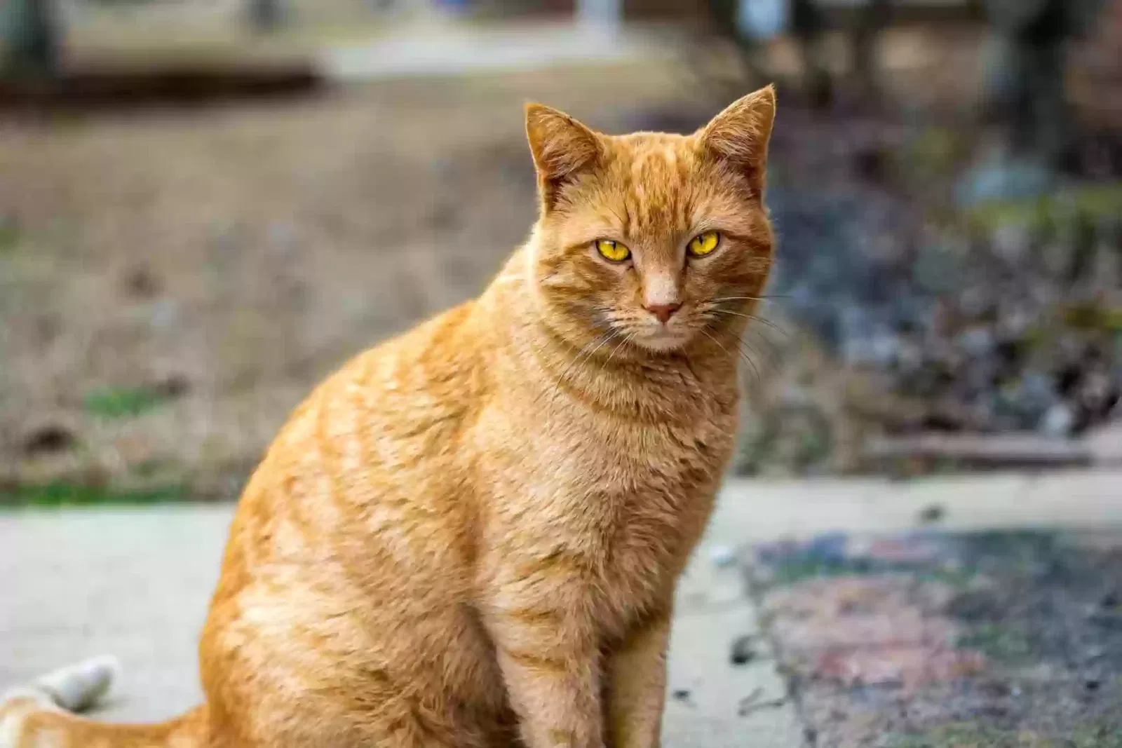 Lost cat in Raeford, NC, 28376
