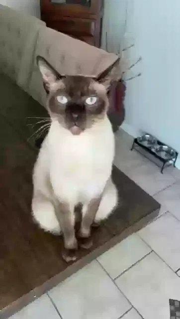 Lost cat in Yorba Linda, CA, 92886