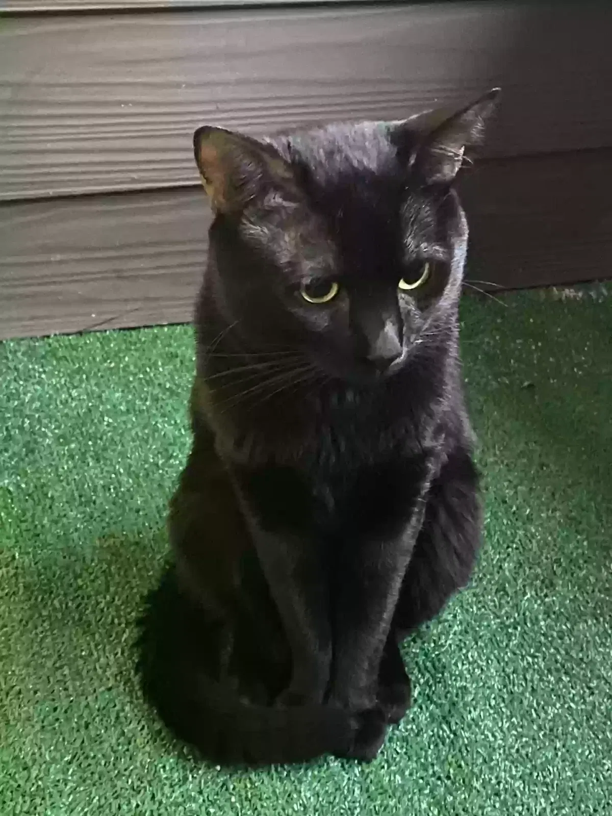 Lost cat in Arlington, TX, 76006