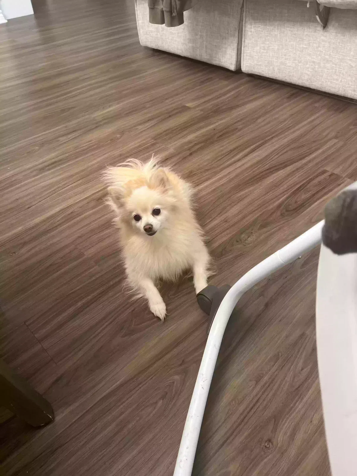 Lost dog in San Antonio, TX, 78245