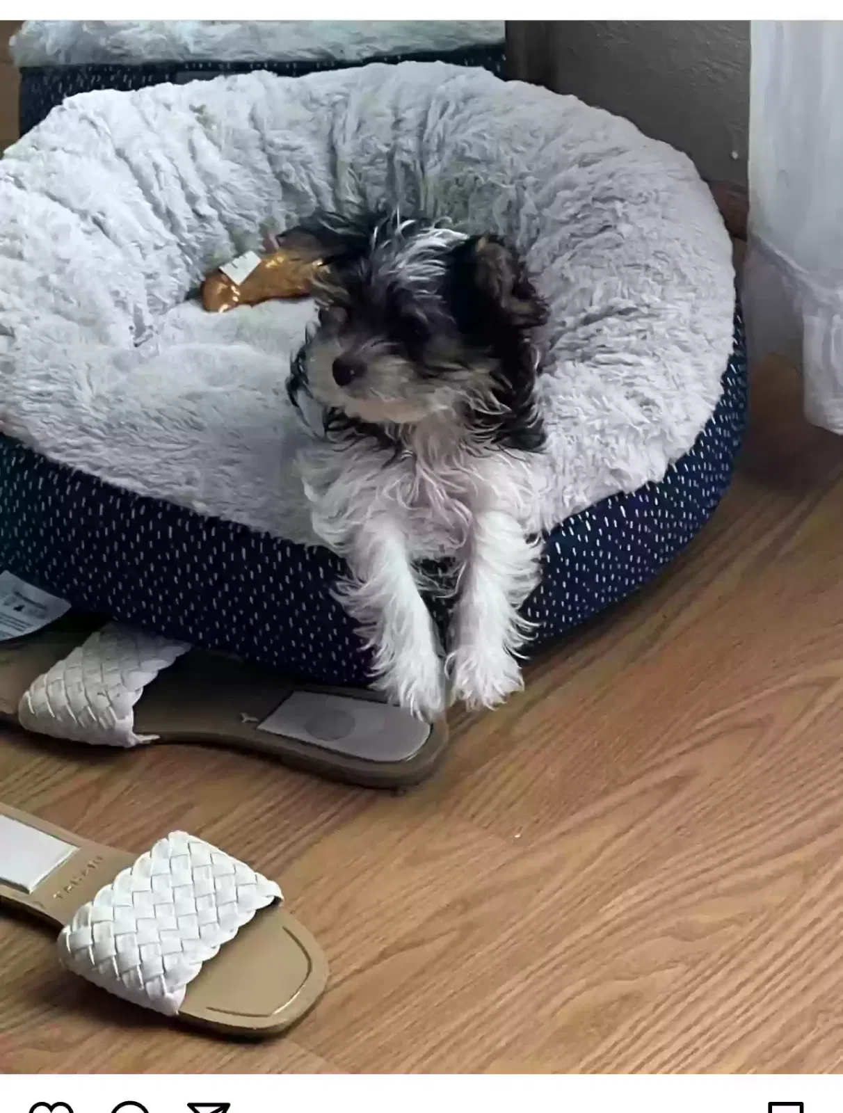 Lost dog in Highland Park, MI, 48203