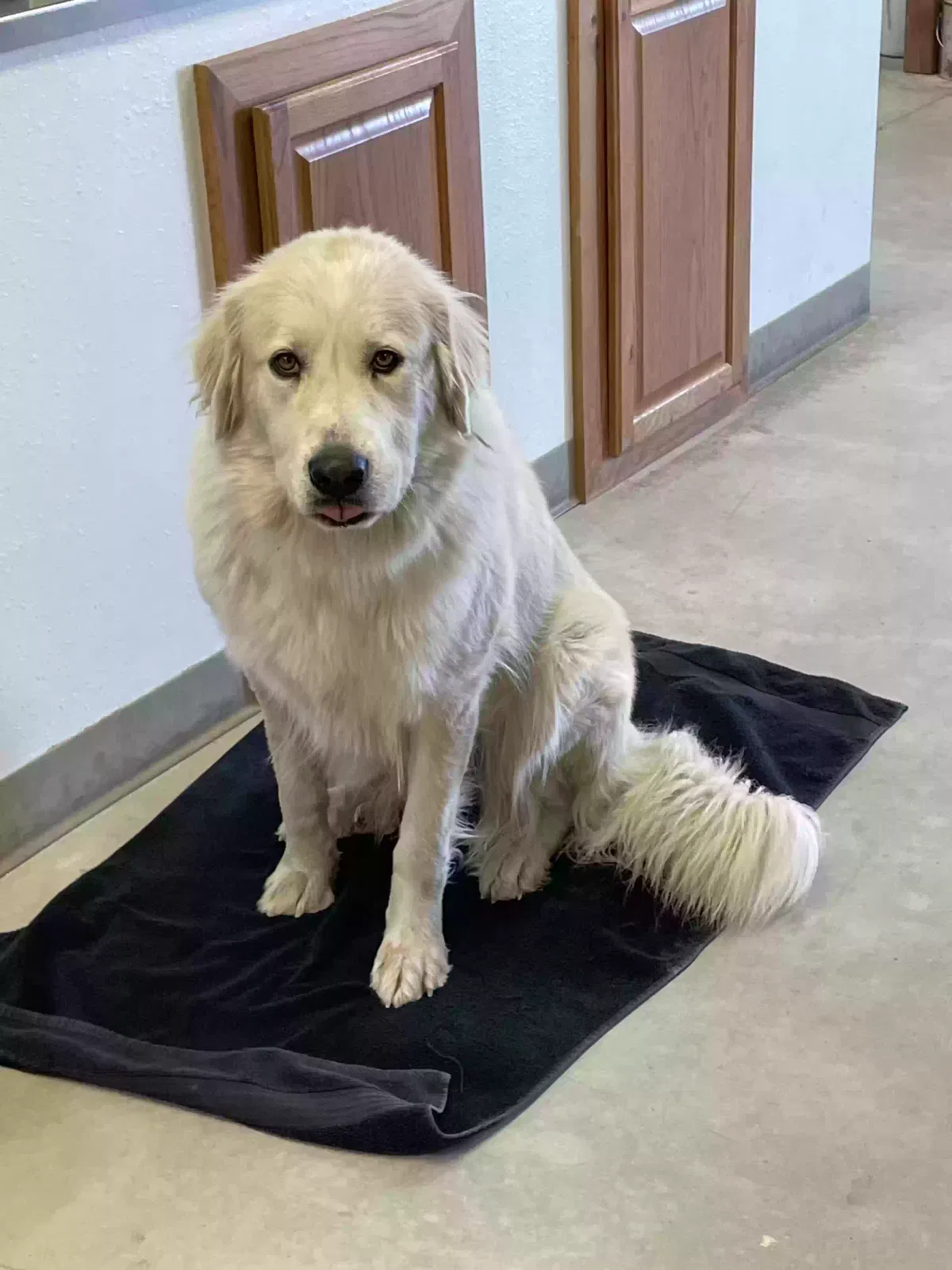 Found dog in Williston, ND, 58801