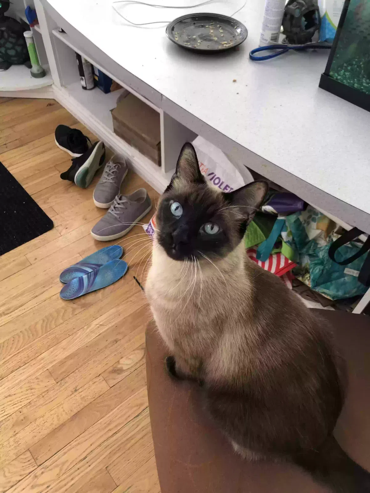 Lost cat in Denver, CO, 80249