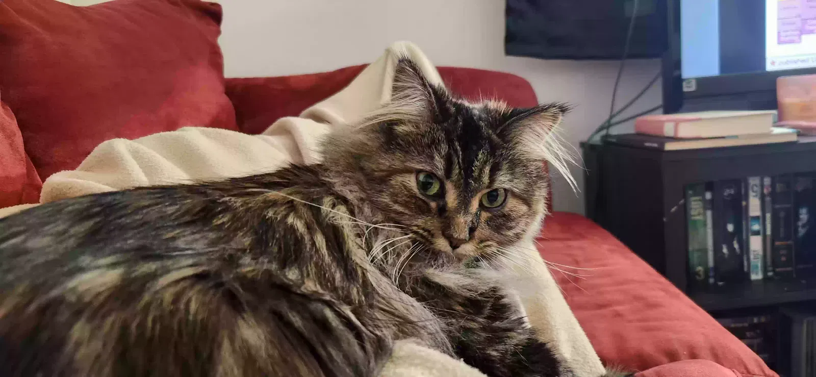 Lost cat in Minneapolis, MN, 55414