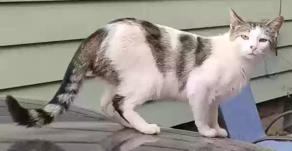 Lost cat in East Rochester, NY, 14445