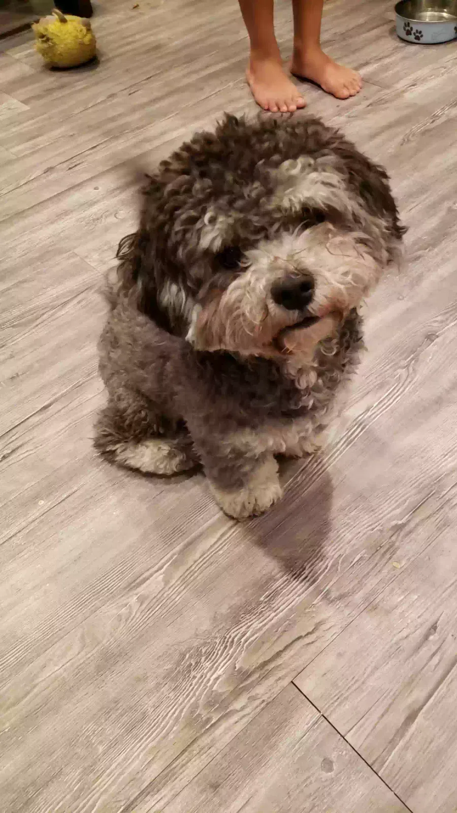 Lost dog in Phoenix, AZ, 85029