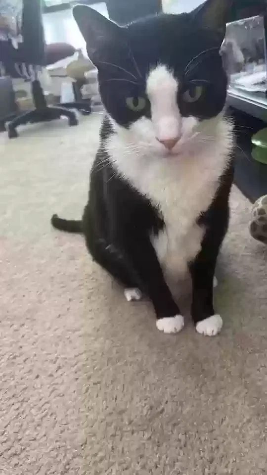 Lost cat in Metairie, LA, 70002