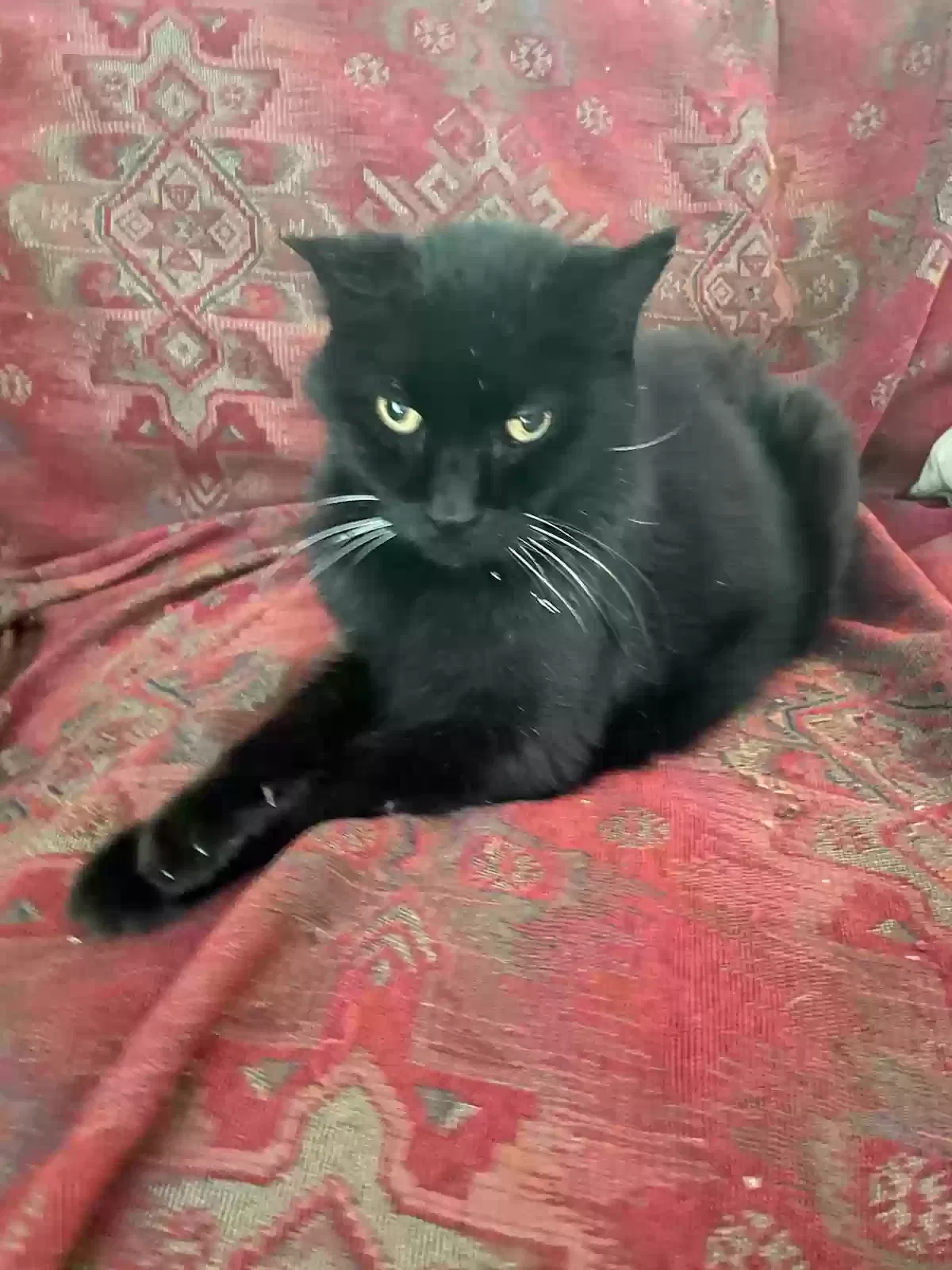 Lost cat in Corpus Christi, TX, 78404
