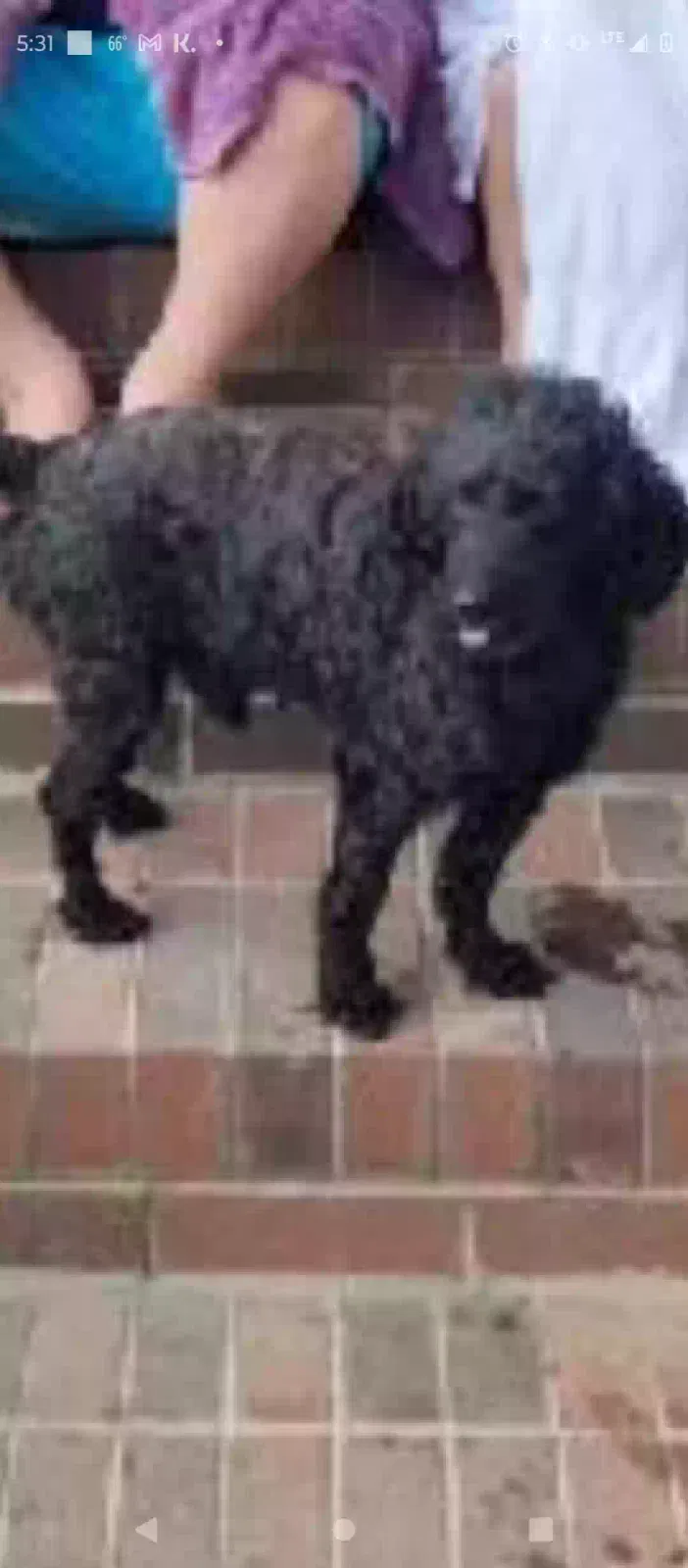 Lost dog in Thomasville, NC, 27360