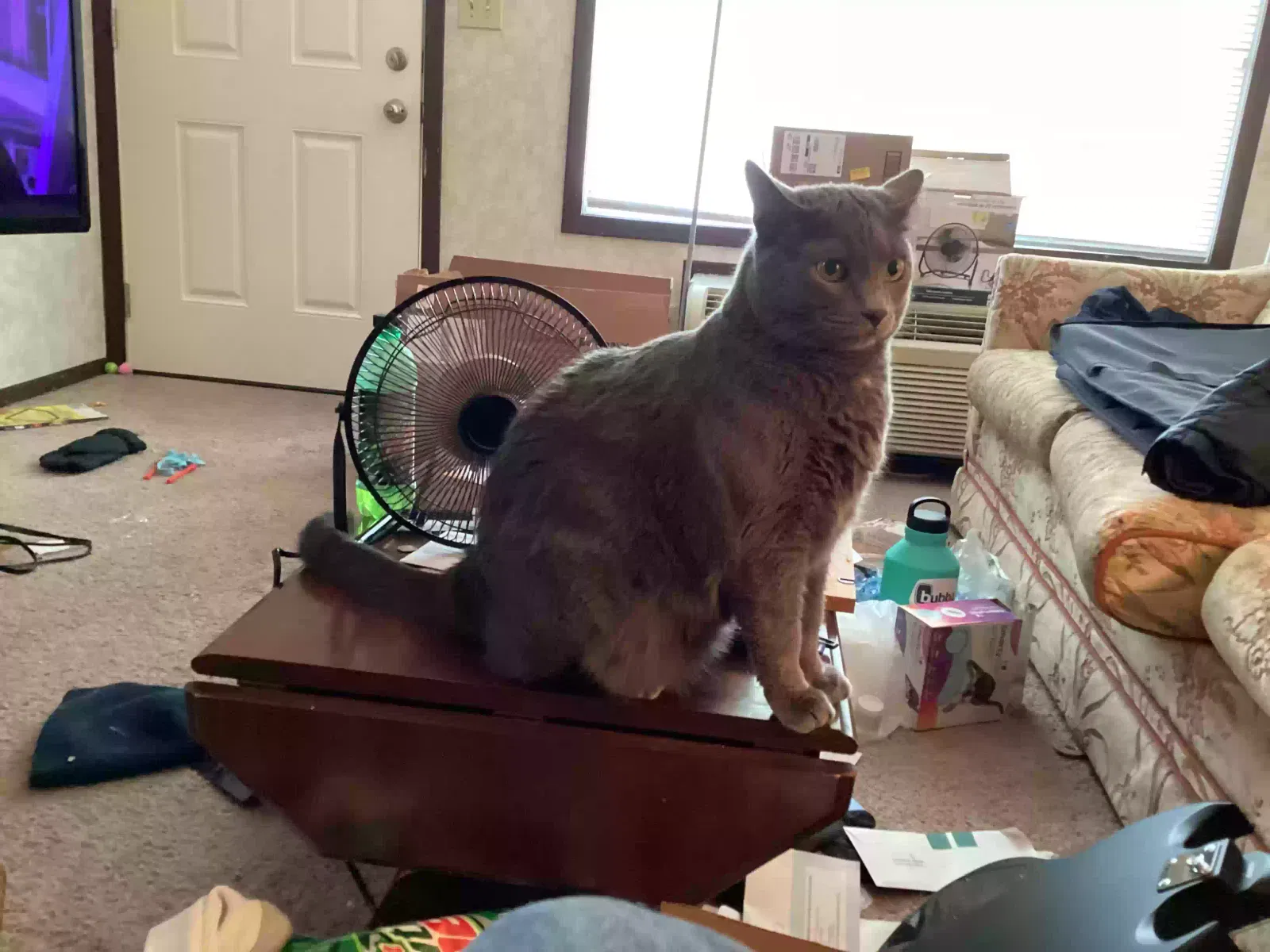 Lost cat in Troy, OH, 45373