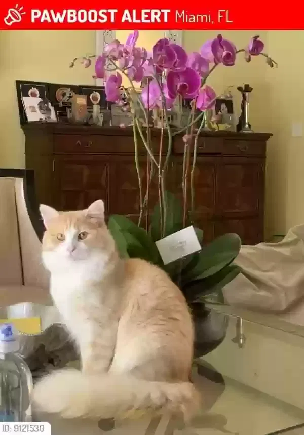Lost cat in Miami, FL, 33143