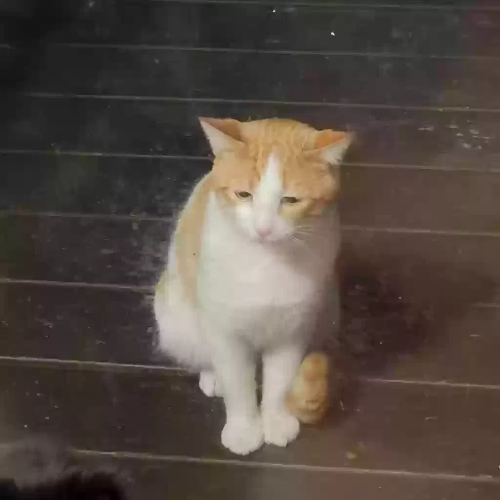 Found cat in Pittsburgh, PA, 15239