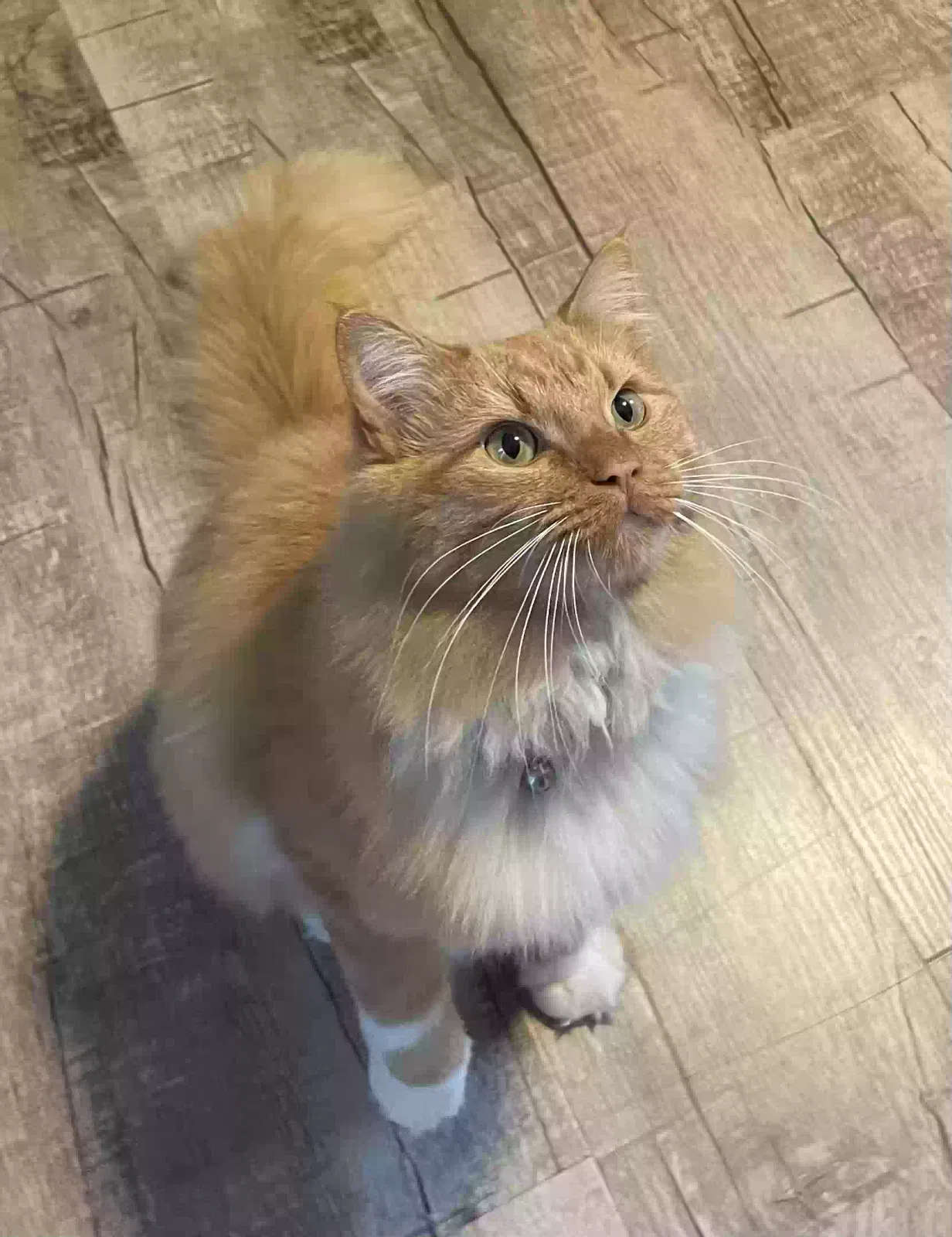 Lost cat in Ooltewah, TN, 37363