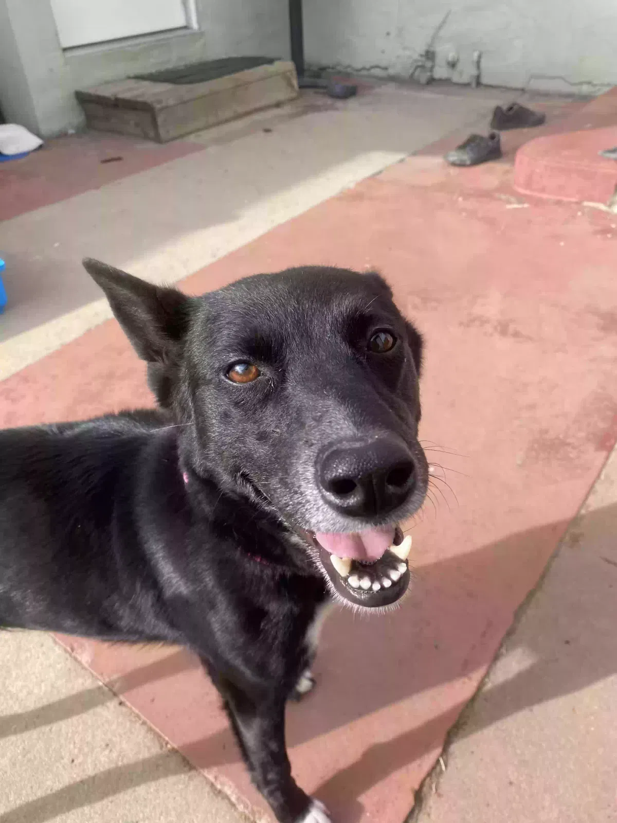Found dog in Sanger, CA, 93657