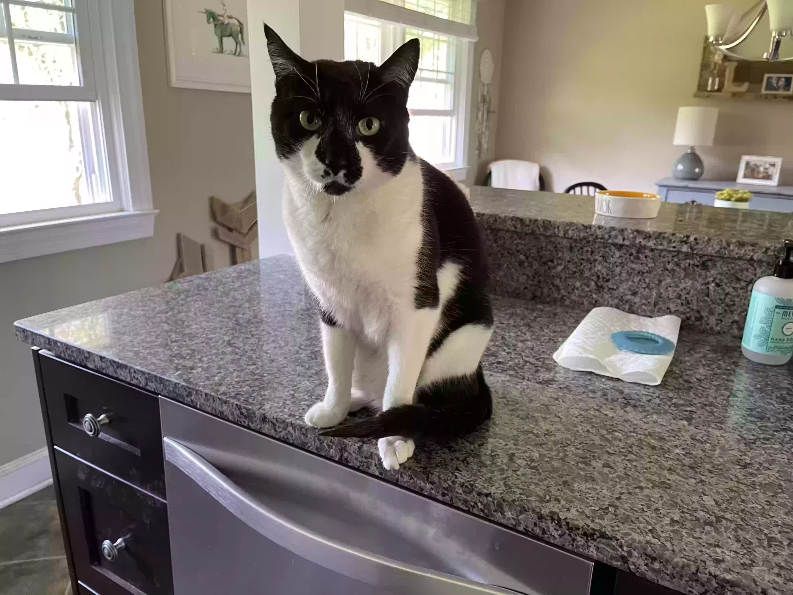 Lost cat in West Chester, PA, 19380