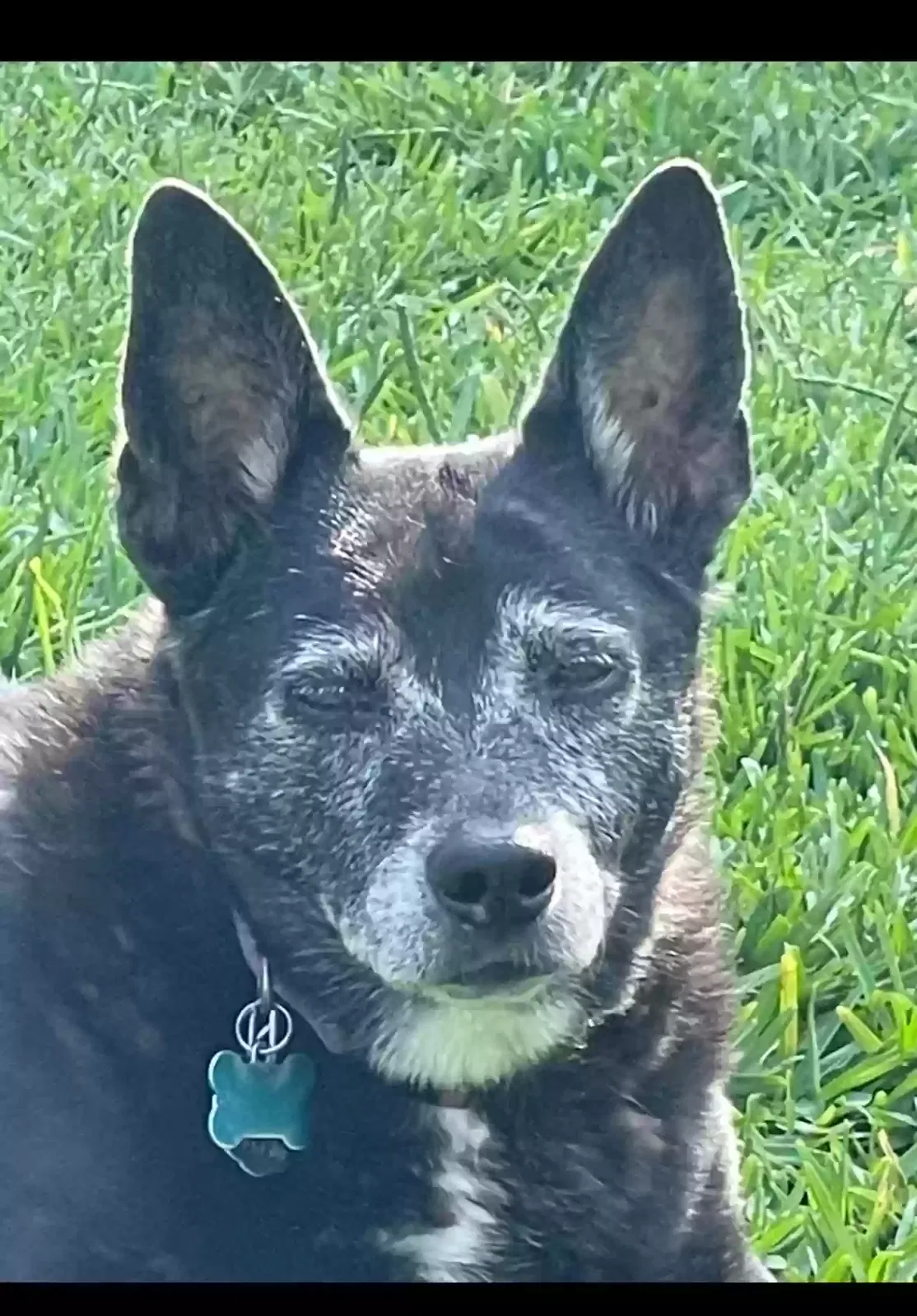 Lost dog in Jacksonville, FL, 32246