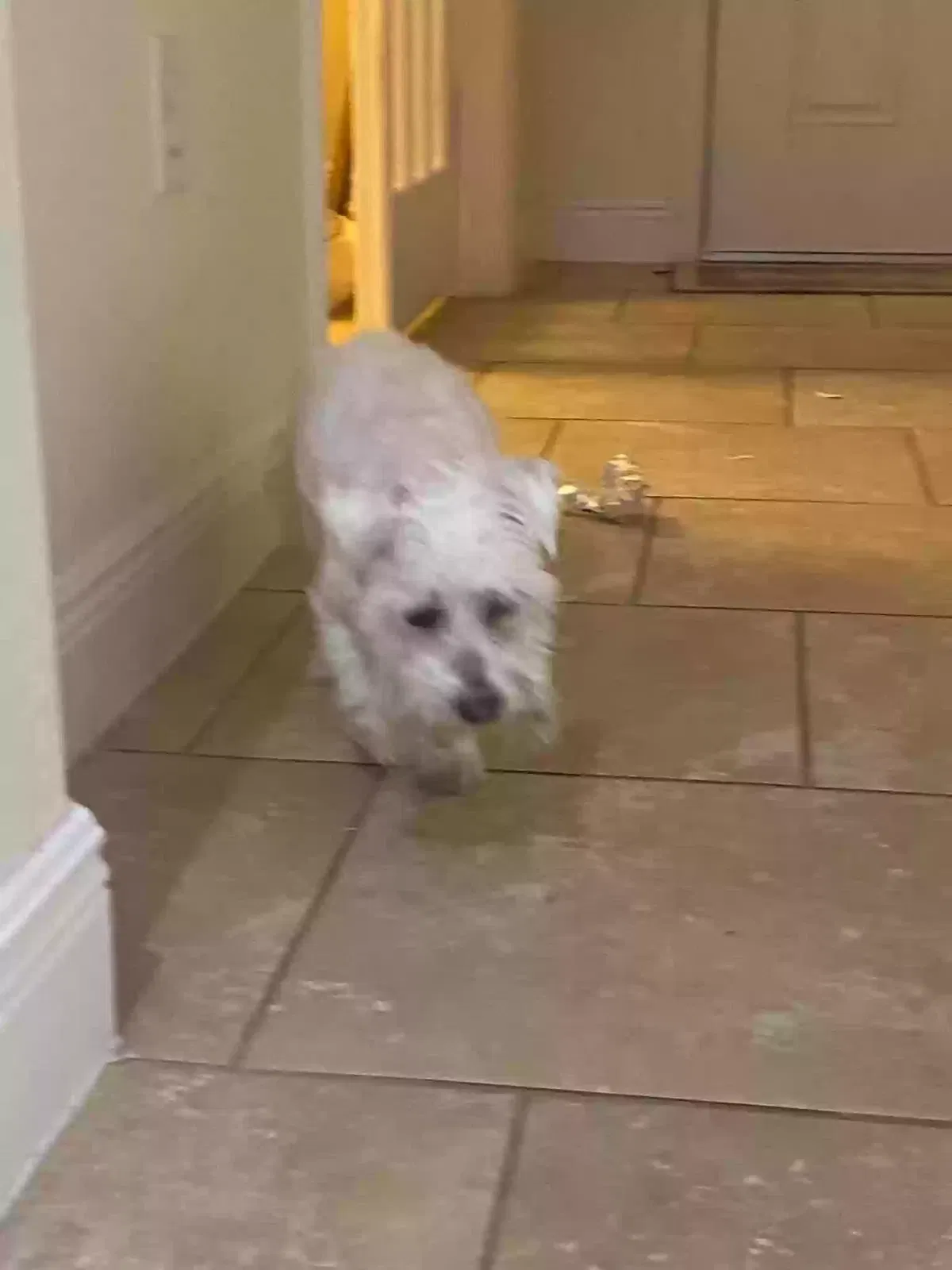 Lost dog in Winter Garden, FL, 34787