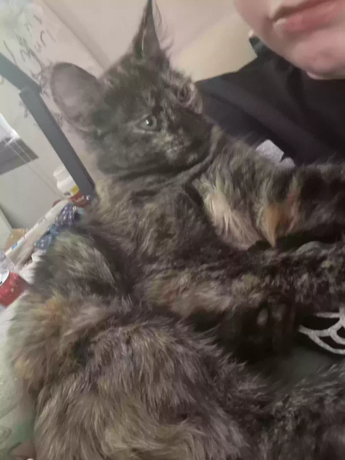 Lost cat in Augusta, GA, 30906