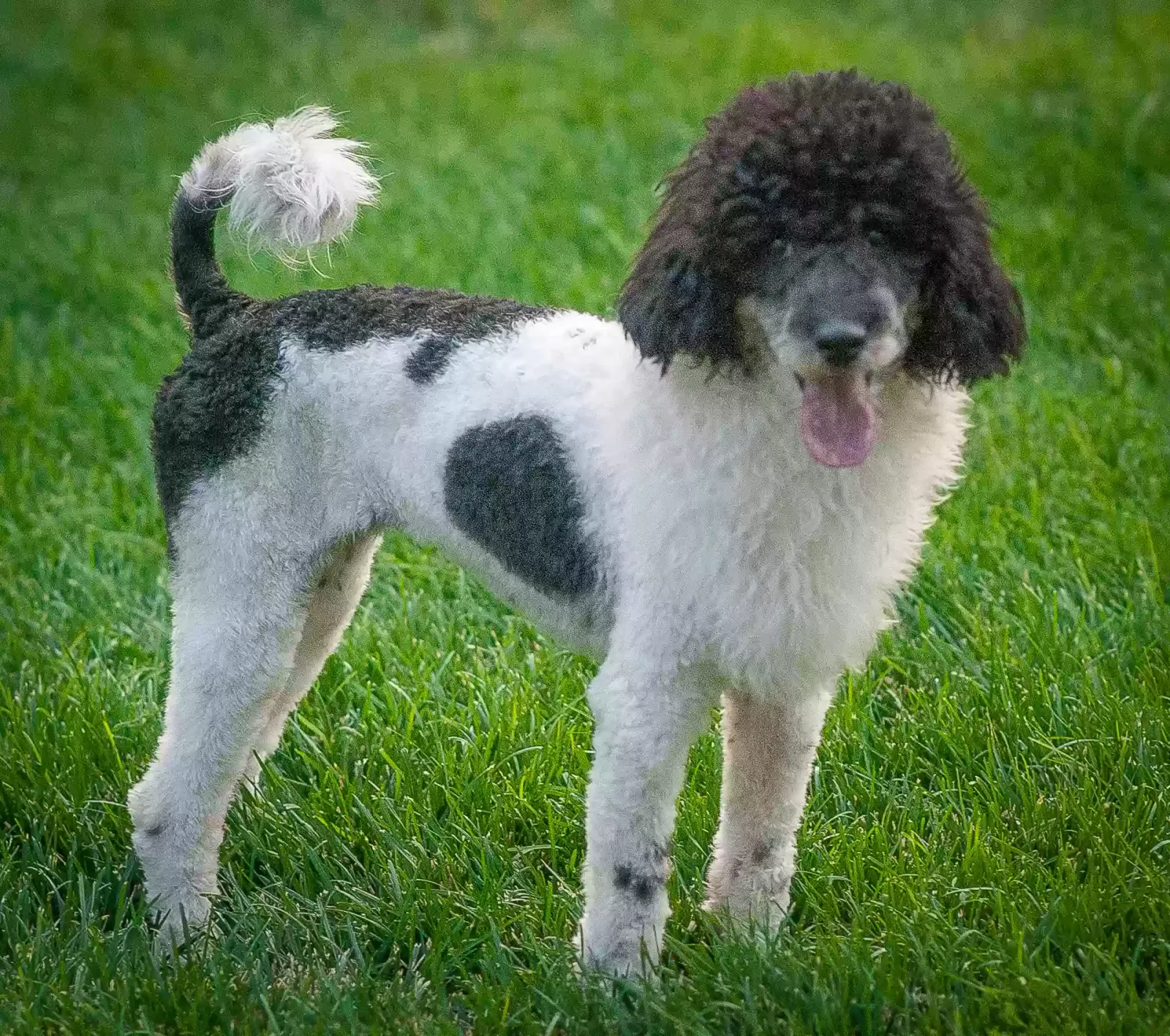 Lost dog in Nampa, ID, 83686