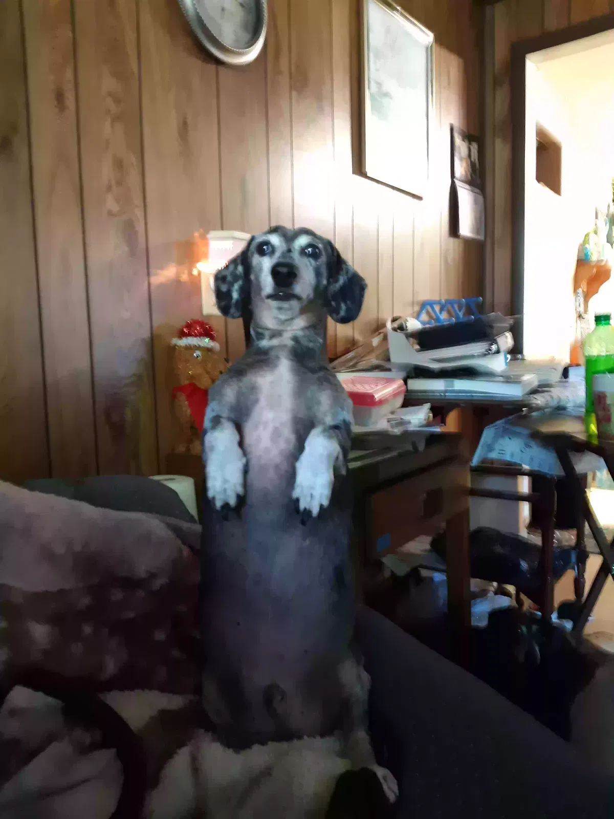 Lost dog in Sand Springs, OK, 74063