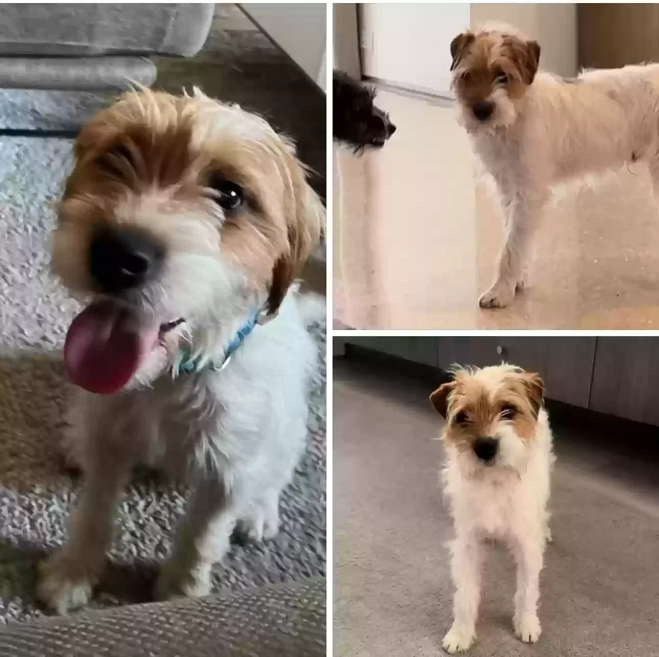Lost dog in Aspen, CO, 81611