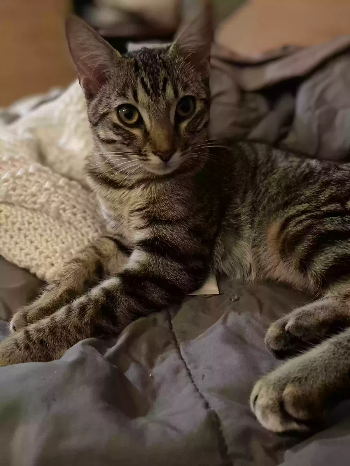 Lost cat in Wilmington, CA, 90744