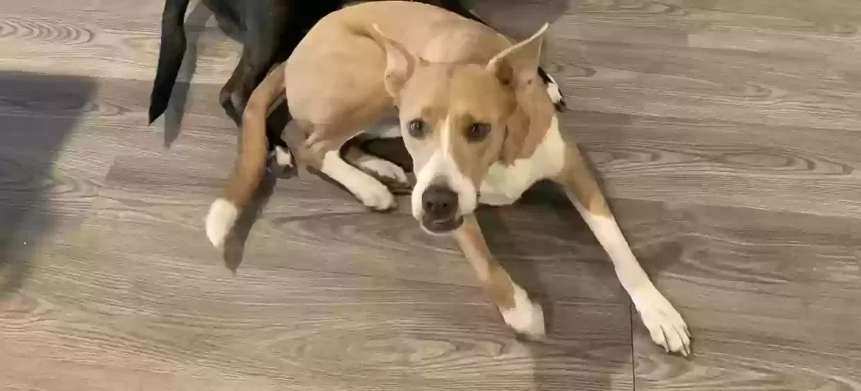 Lost dog in Clermont, FL, 34711