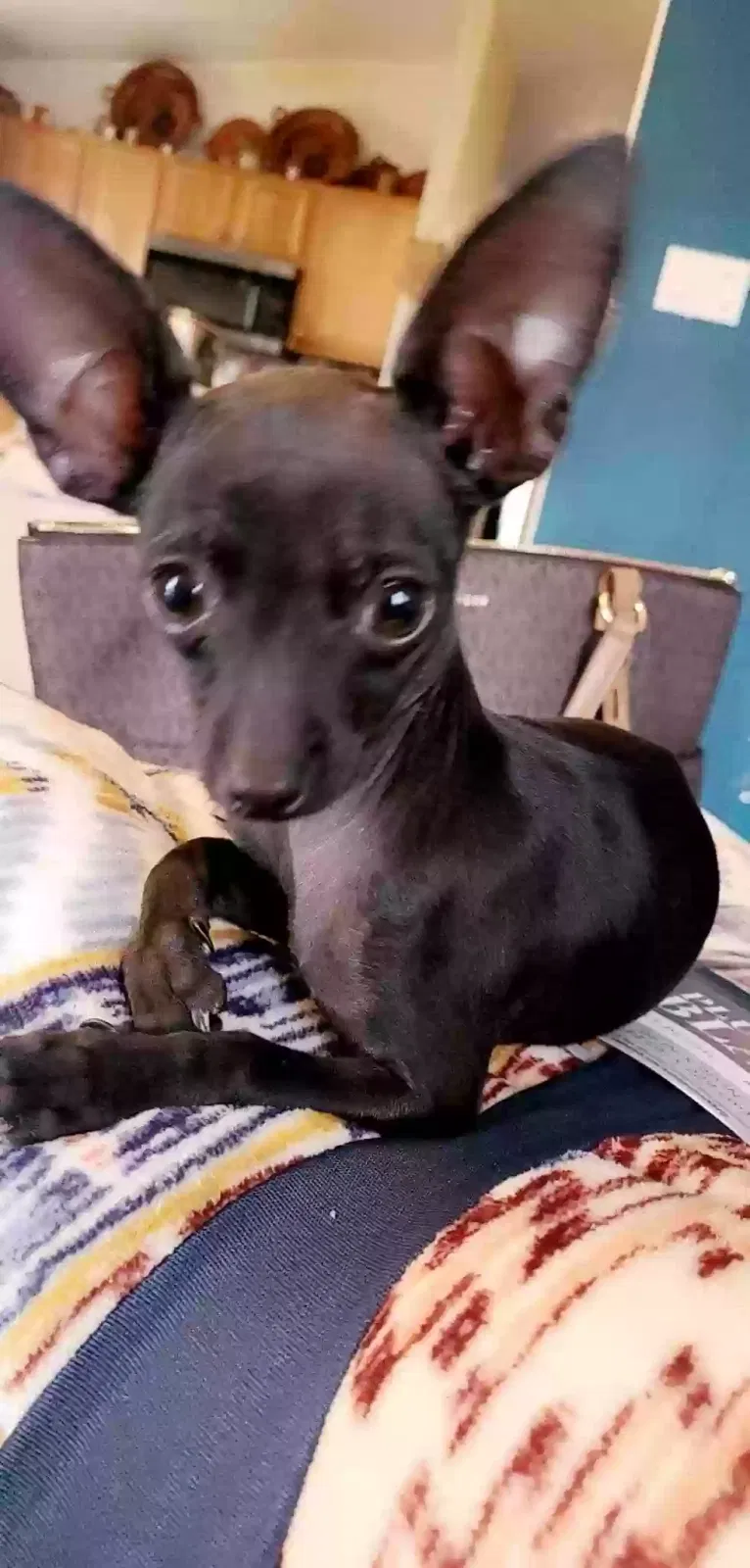 Lost dog in Albuquerque, NM, 87121