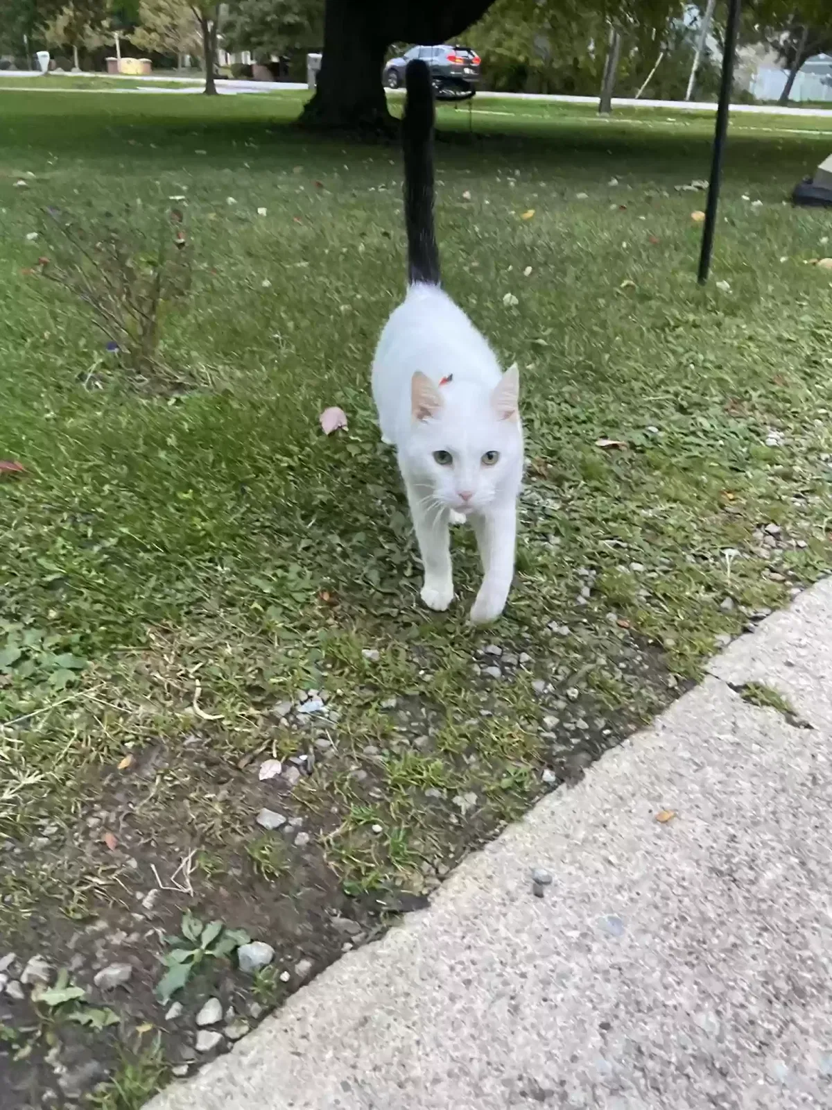Lost cat in Sheffield Lake, OH, 44054