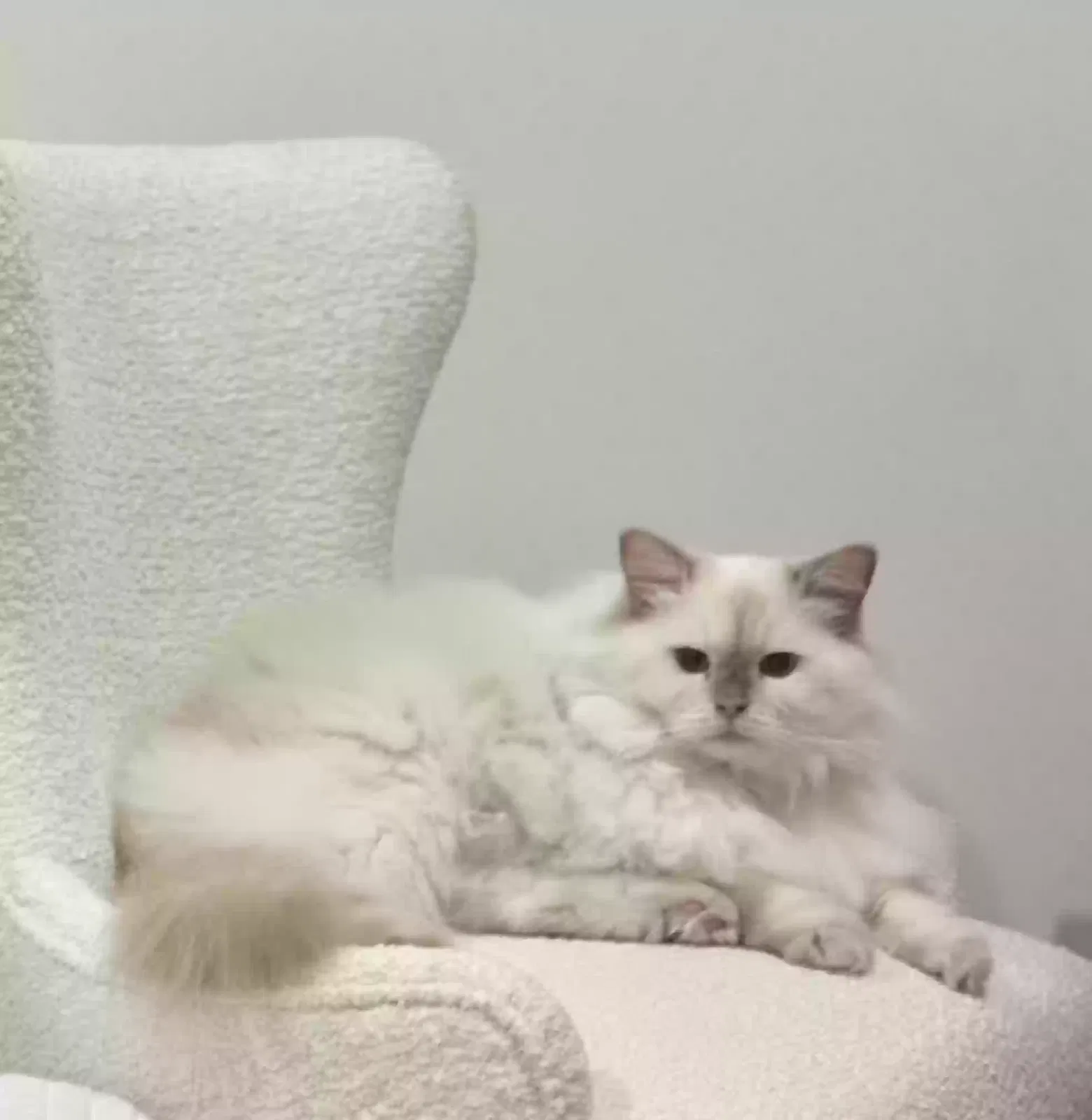 Lost cat in Denver, CO, 80230
