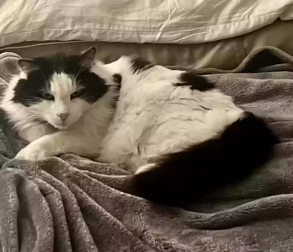 Lost cat in San Diego, CA, 92103