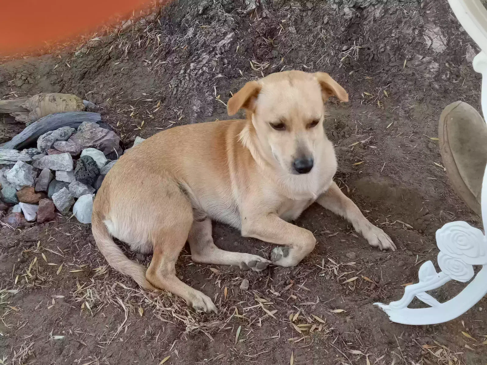 Lost dog in Chino, CA, 91710