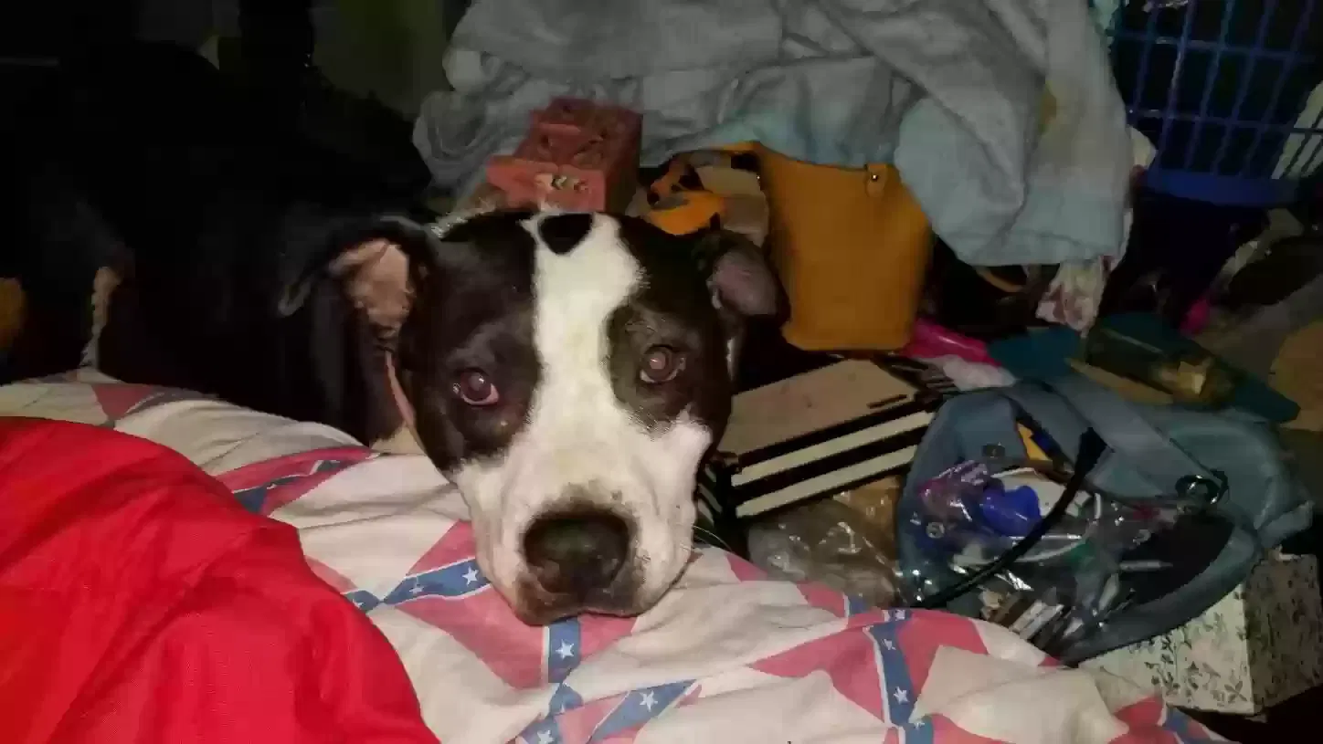 Lost dog in Asheville, NC, 28806