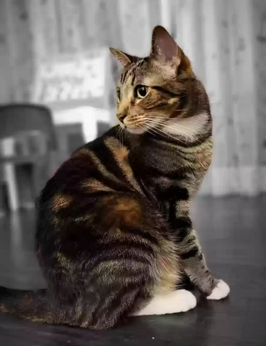 Lost cat in Sherman Oaks, CA, 91423