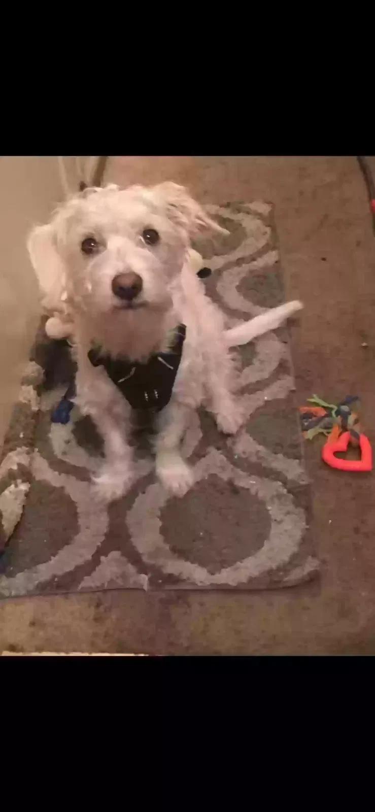Lost dog in Salinas, CA, 93907