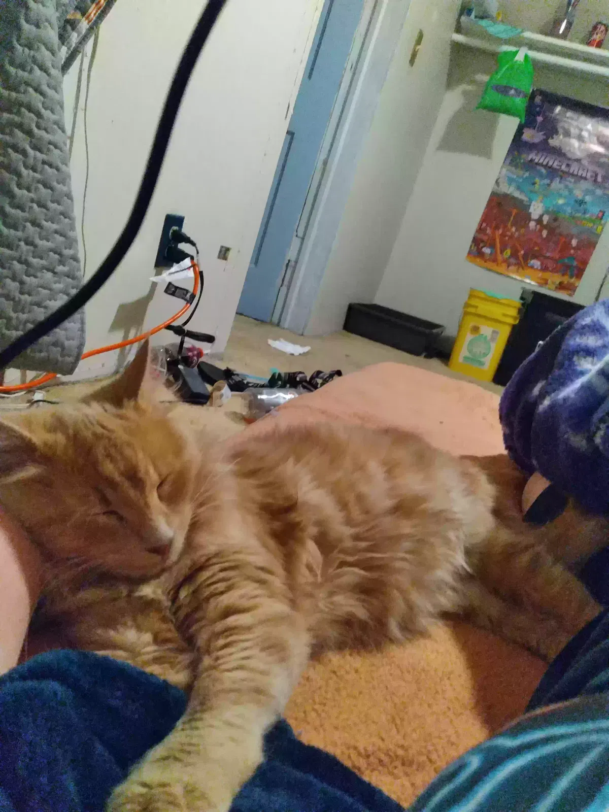 Lost cat in Albany, OR, 97321