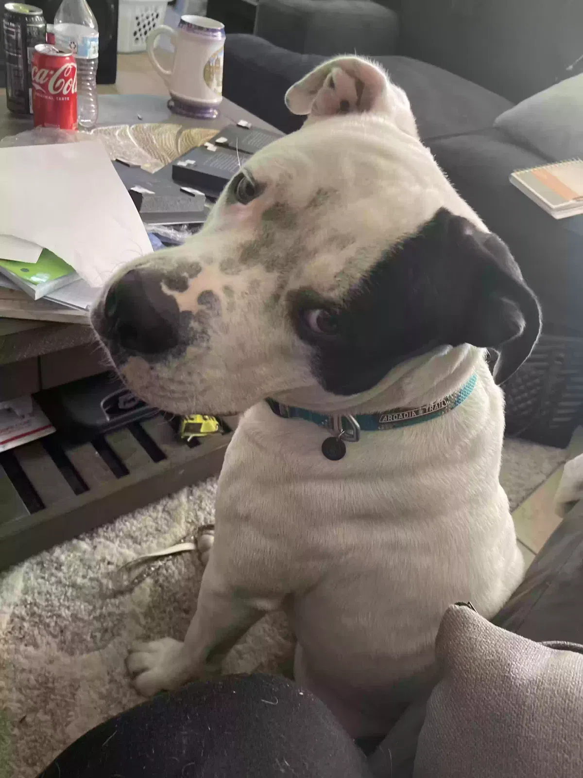 Lost dog in San Bernardino, CA, 92404
