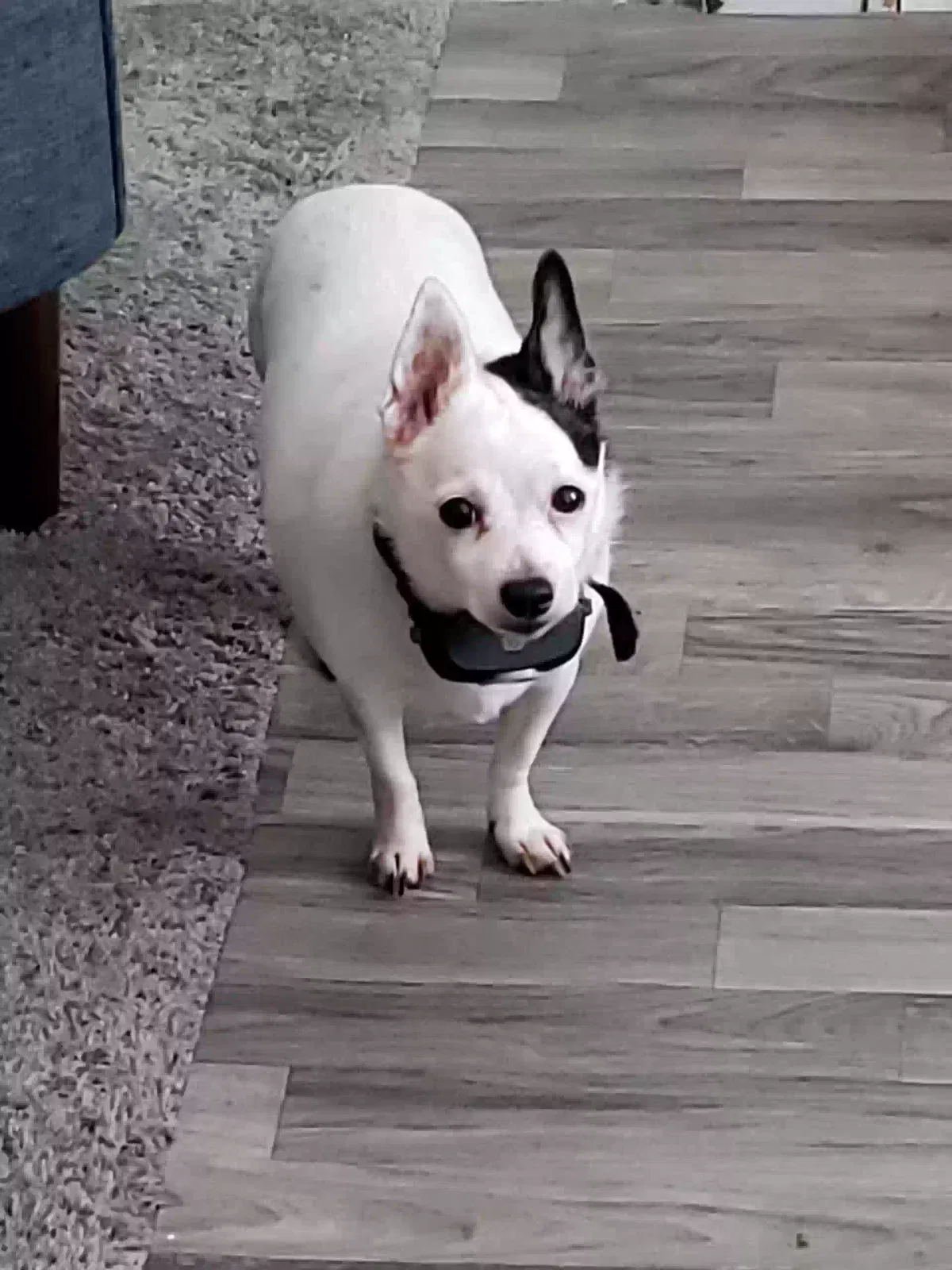 Lost dog in New Castle, PA, 16101