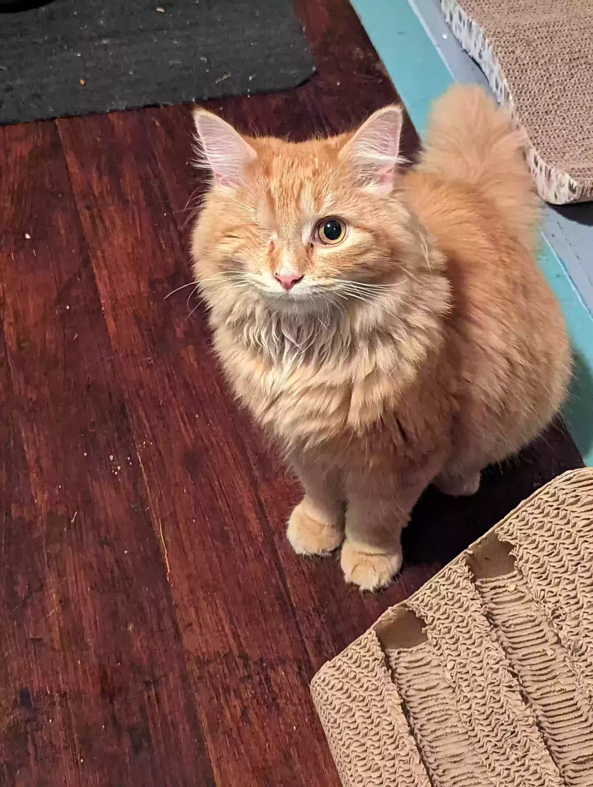 Lost cat in Pottsville, PA, 17901