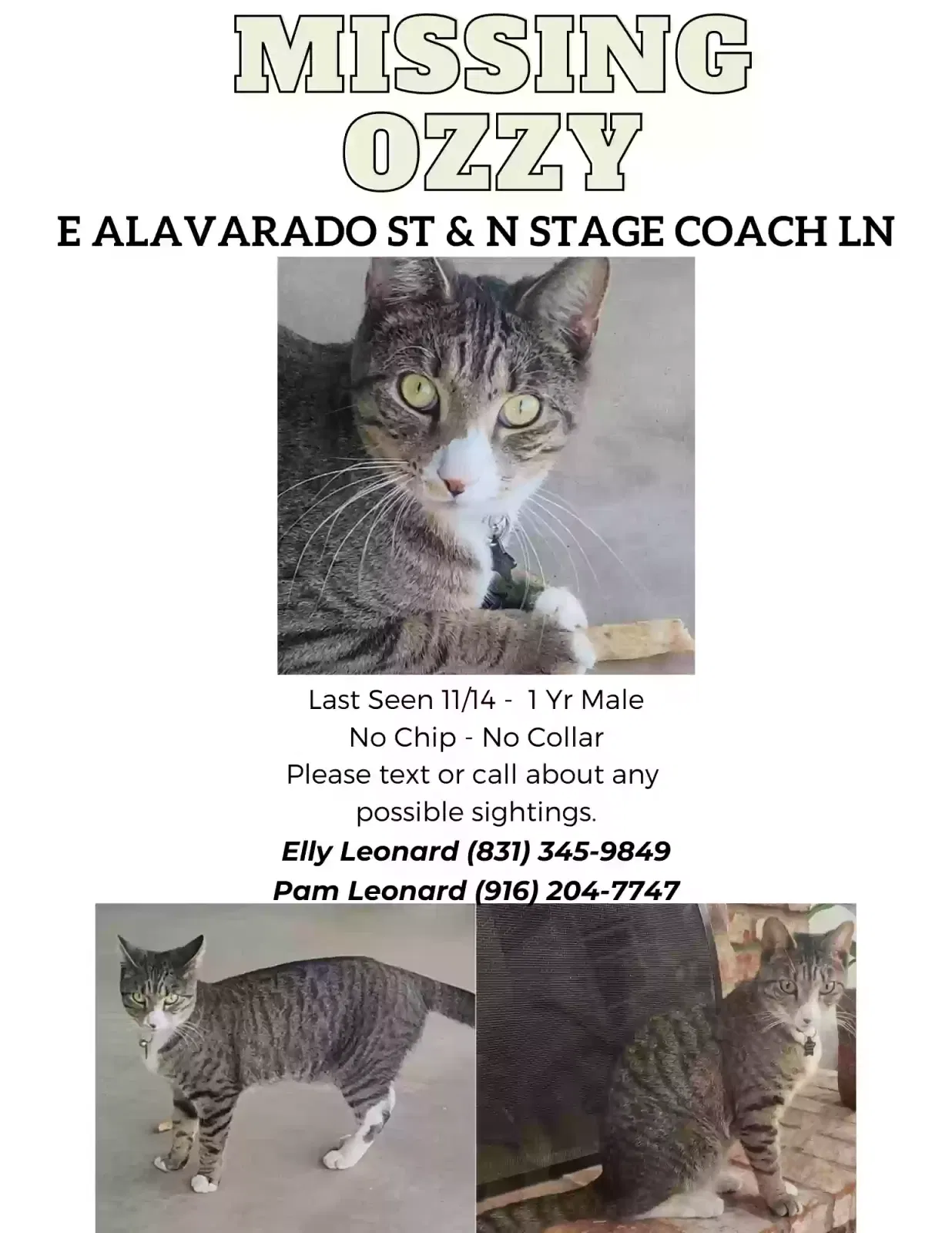 Lost cat in Fallbrook, CA, 92028