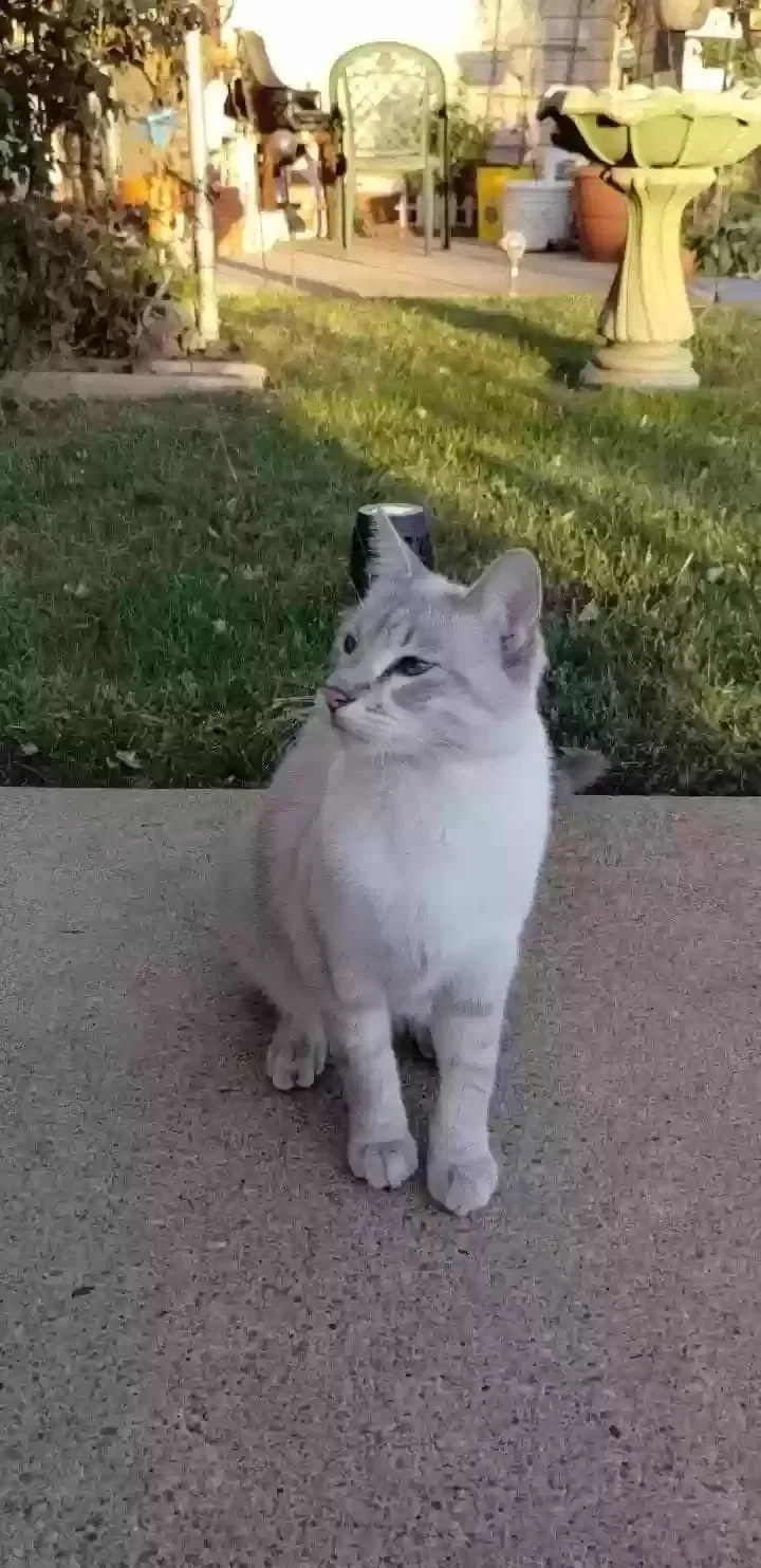 Lost cat in Bennington, NE, 68007