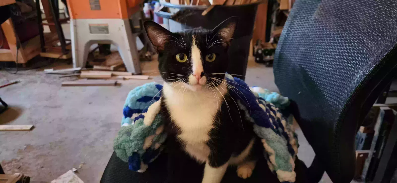 Lost cat in Toney, AL, 35773