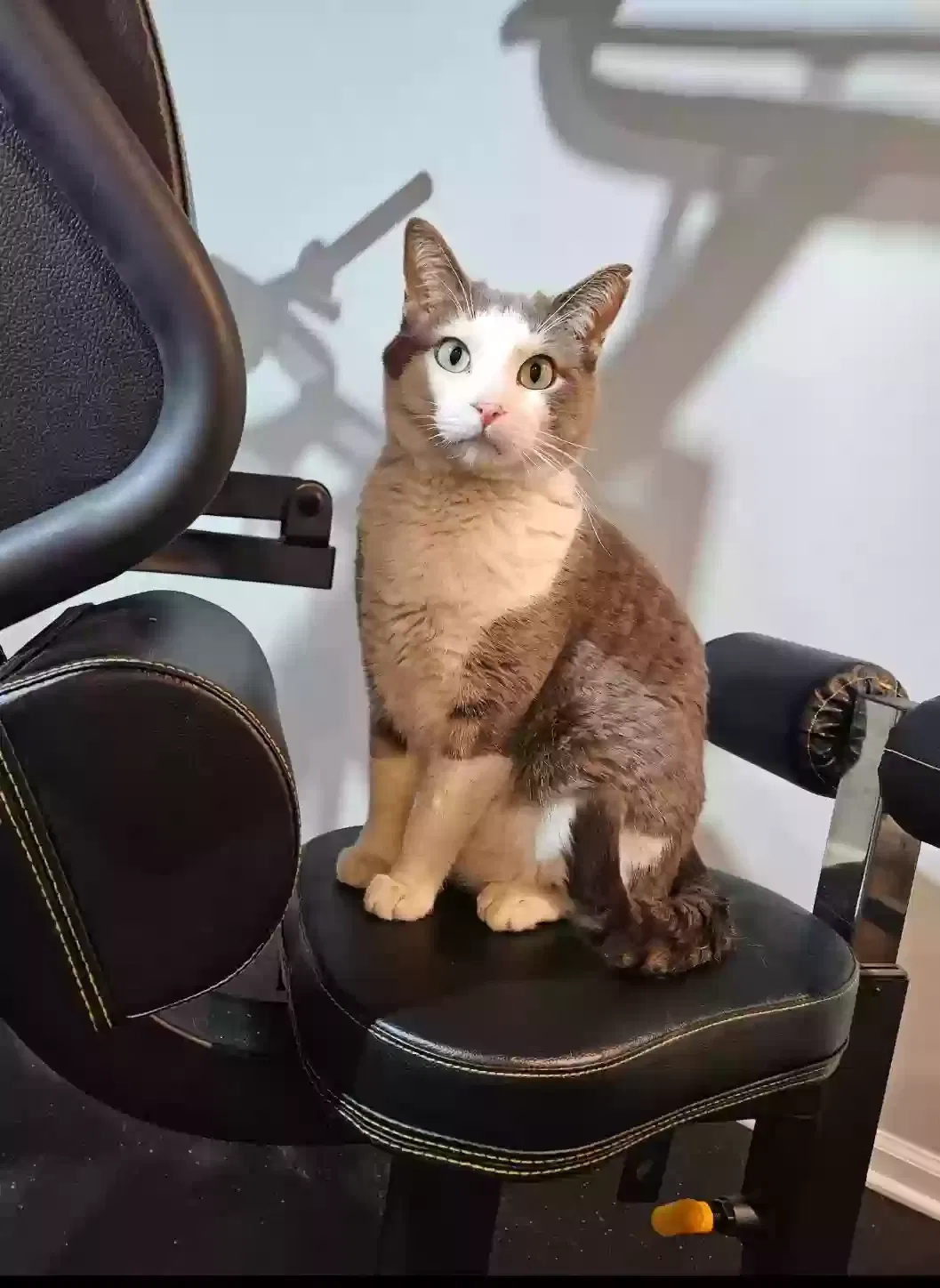 Lost cat in Joliet, IL, 60431