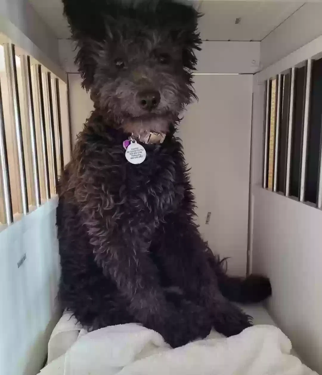 Lost dog in Albuquerque, NM, 87111
